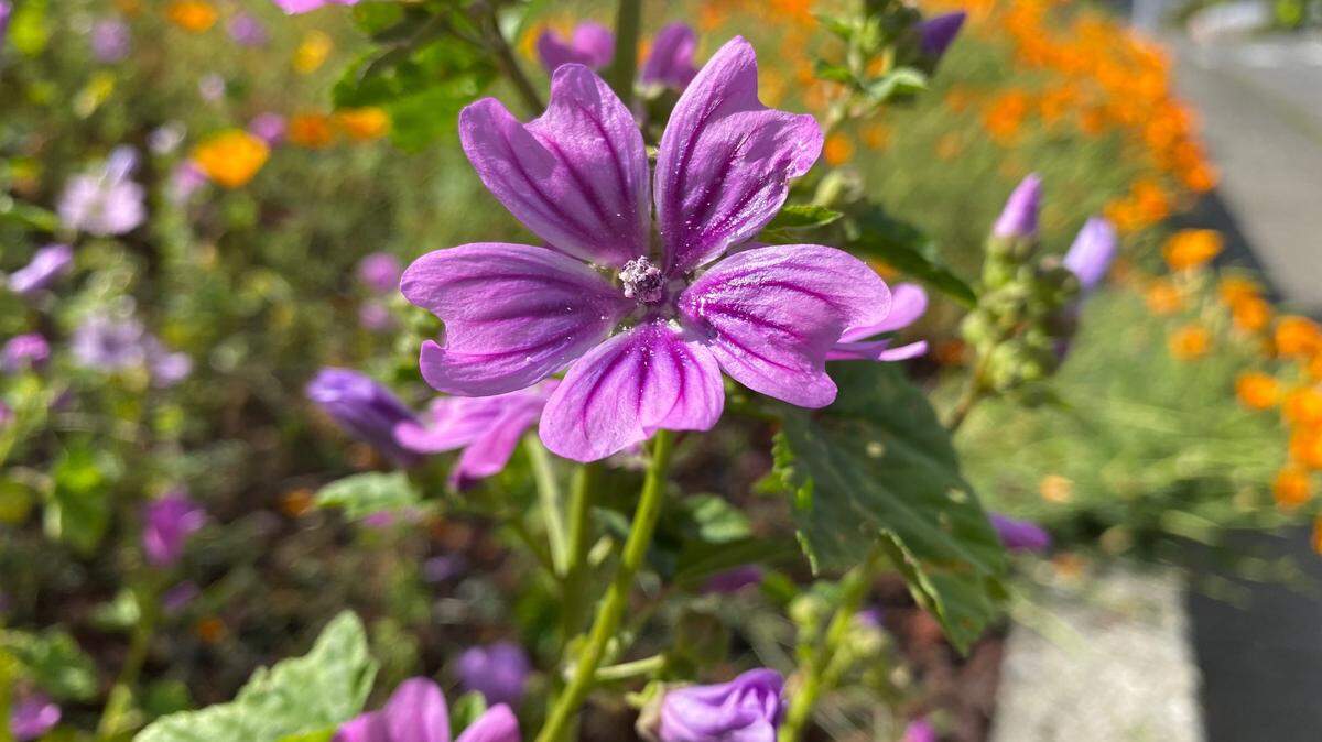 As the 19th century poet Minnie Aumonier wrote, “When the world wearies, and society ceases to satisfy, there is always the garden.”