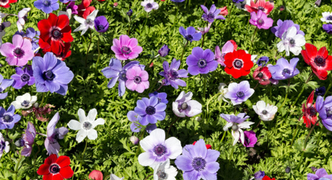 Anemones are among the potting bulbs you can plant in containers in early spring.