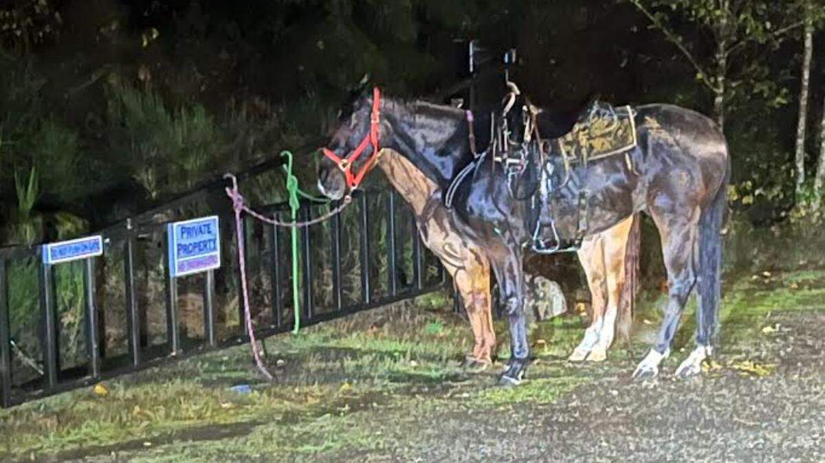 After the crash, two horses ran from the scene and eventually were found about two miles away by resident Terry Fisher, who worked with another party to tie the horses to a gate.