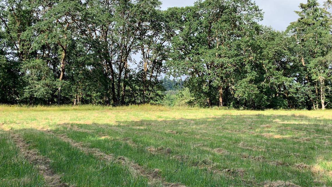 An oak tree grove at the James Farm. Olympia-based nonprofit Community Farm Land Trust just acquired 29 acres of the pioneer farm near Rochester.