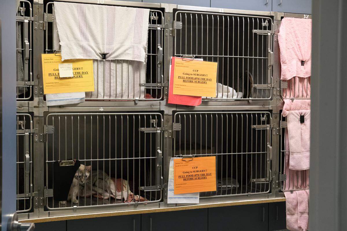 A cat peers out from its cage within the feral cat room at the Joint Animal Services shelter in Olympia on Friday, Oct. 14, 2022. The cages are specially designed with two sections each so staff to clean them without disturbing the cats, said Operations Manager Andrew Toledo.