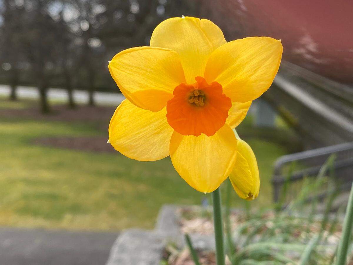 Daffodils are a pest-resistant bulb that is much more likely to return next spring than tulips or crocus.