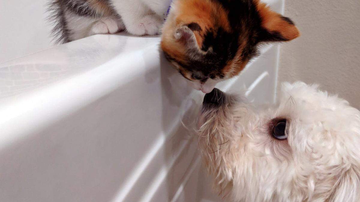 Your pet could have a month in the spotlight if it is chosen to be featured in the Olympia Federal Savings 2021 pet calendar.  This image is from the 2020 calendar.