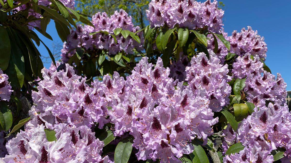 Morning sun and afternoon shade like that found on the east side of a building is perfect for rhododendrons, camellias and other blooming shade shrubs.