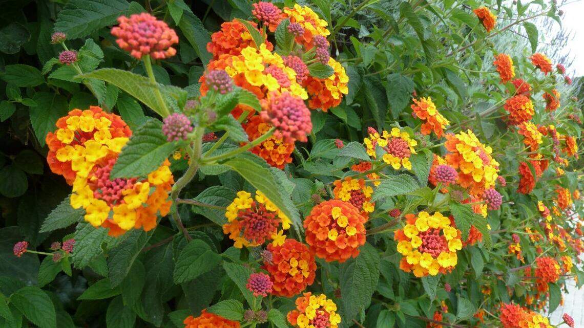 Here are some plants that will love that hot, sunny garden spot in your PNW yard