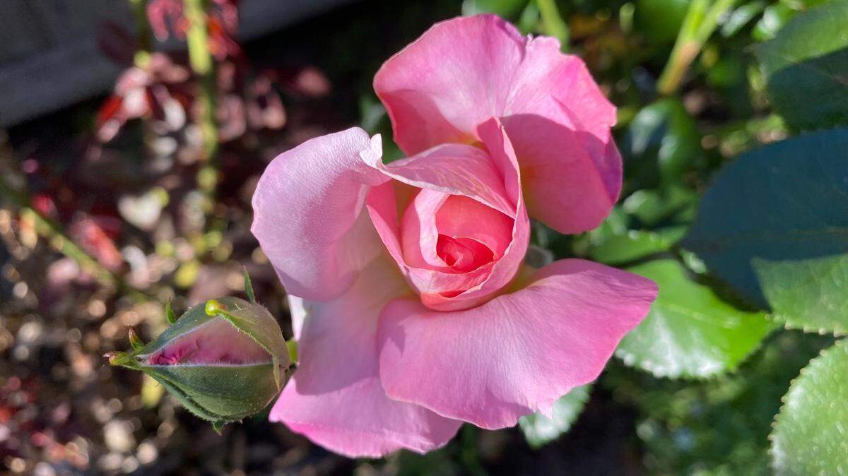 You should remove any dead, diseased or damaged rose growth any time of year, and aim to give your roses a proper pruning in early spring to promote healthy growth. A good reminder is to prune when the forsythia flower.