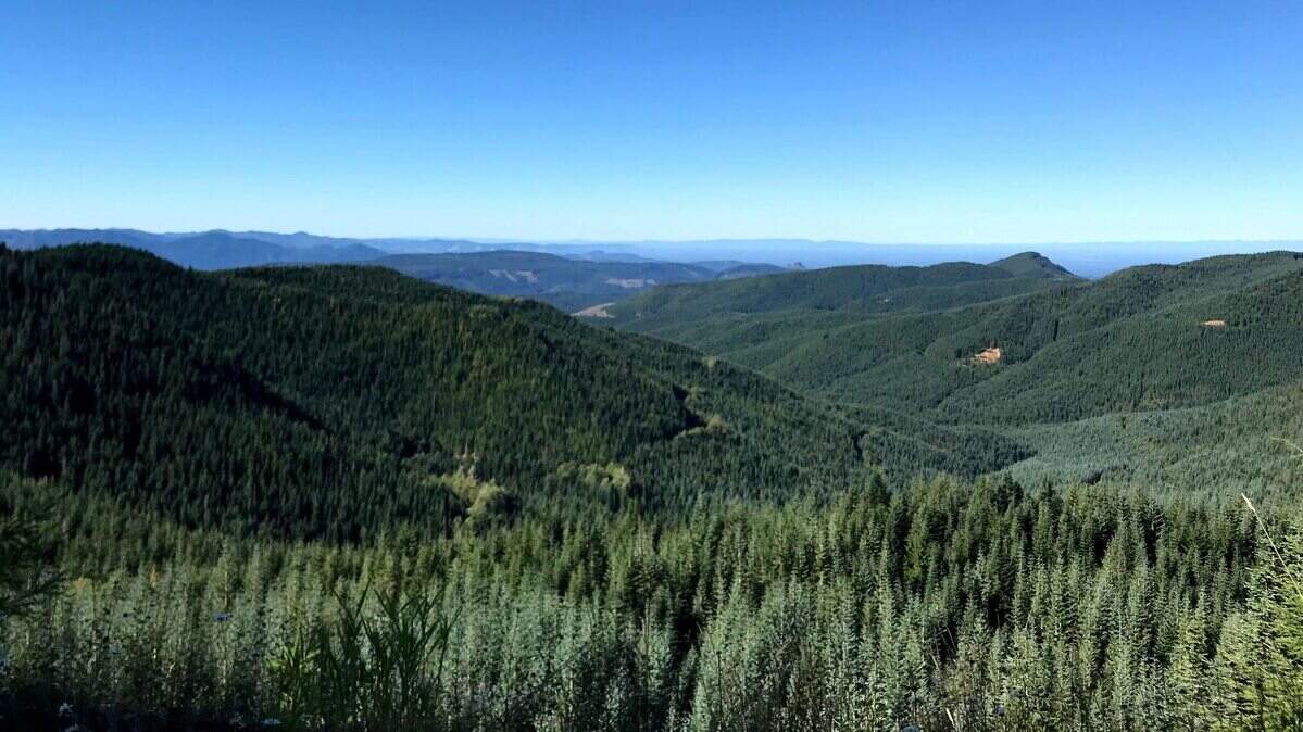 The Nisqually Indian Tribe and the Nisqually Land Trust have purchased this 2,200-acre property at the headwaters of Busy Wild Creek, near Ashford. The purchase protects threatened Chinook salmon and steelhead trout and doubles the size of the Nisqually Community Forest.