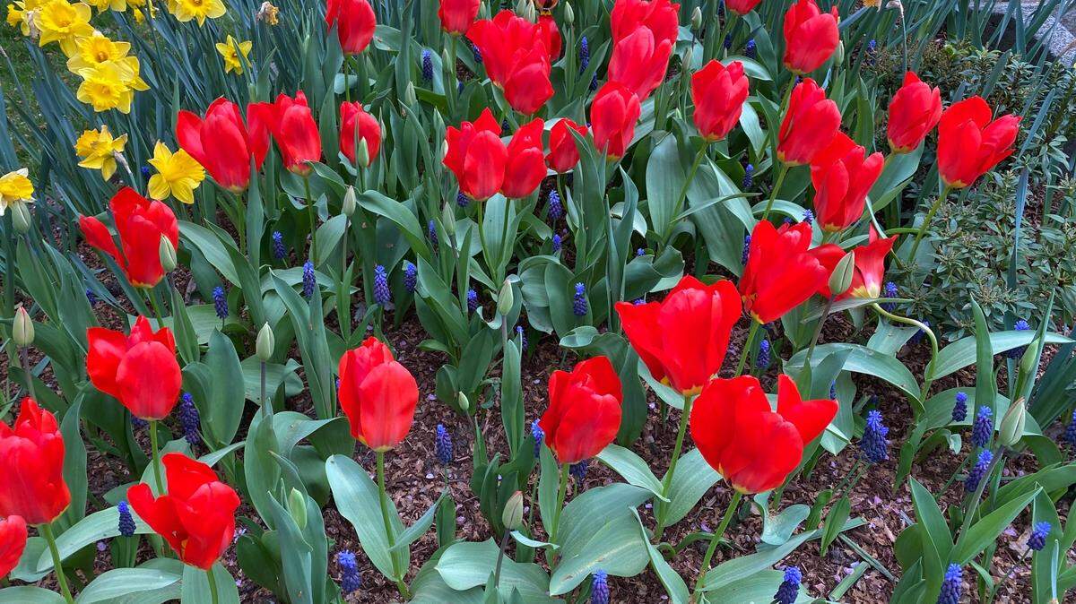 The beginning of October is the time to imagine a beautiful spring, and get those spring-blooming bulbs in the ground or in a handy container.
