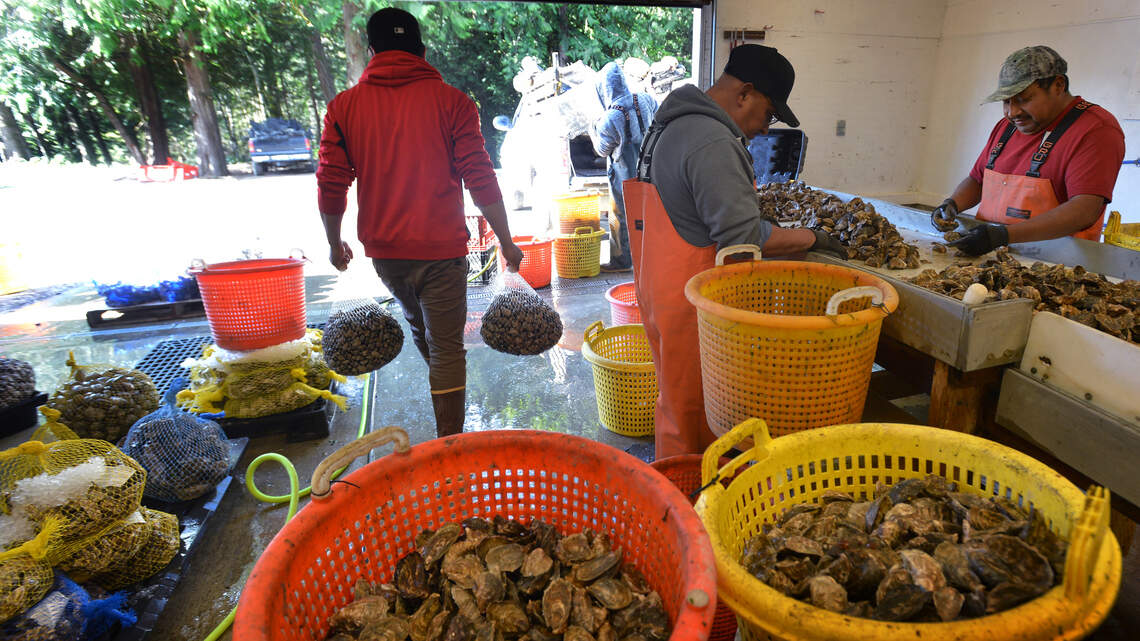 Love shellfish? Foodies’ dream event invites you to SLURP up your favorites