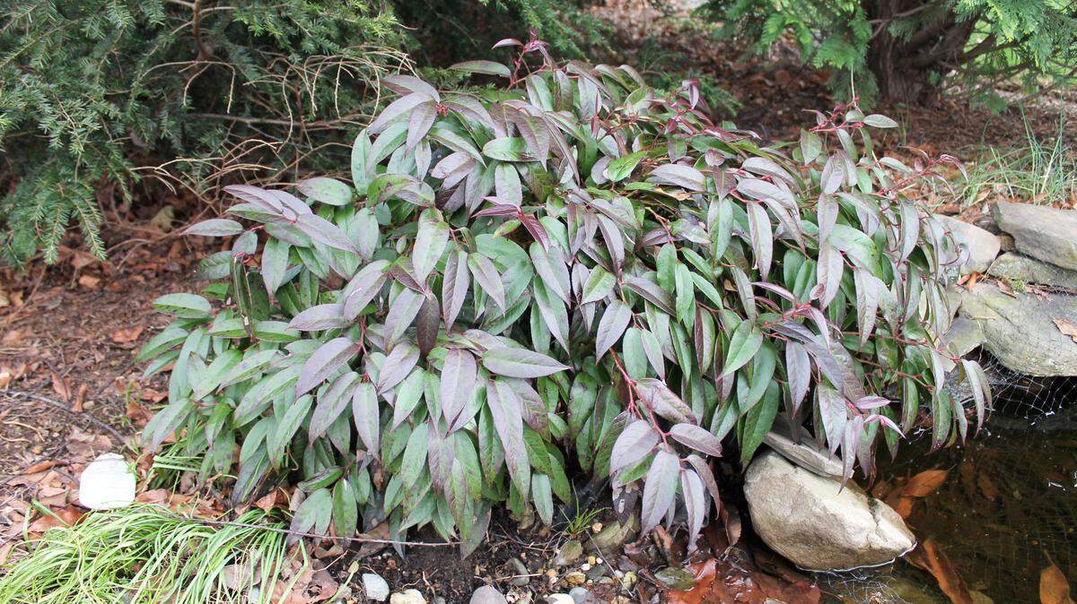 Leucothoe Rainbow bush has droopy branches with a relaxed look, and red, yellow, cream and green leaves that don’t fade.