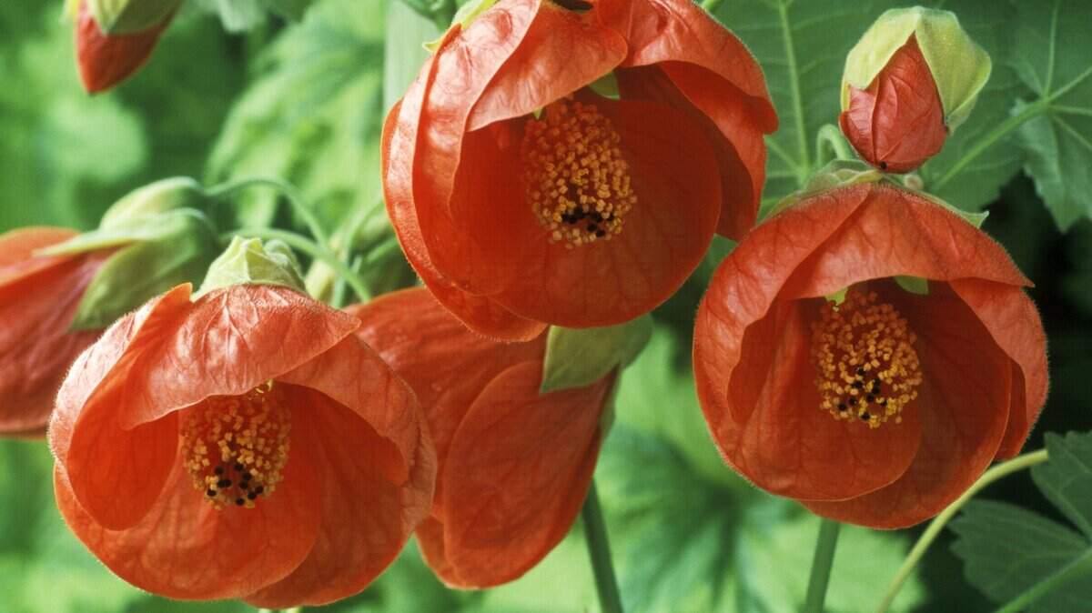 The abutilon, or flowering maple, is a tropical, tender plant that isn’t supposed to thrive in the Pacific Northwest, but Marianne Binetti has three that have survived several winters.