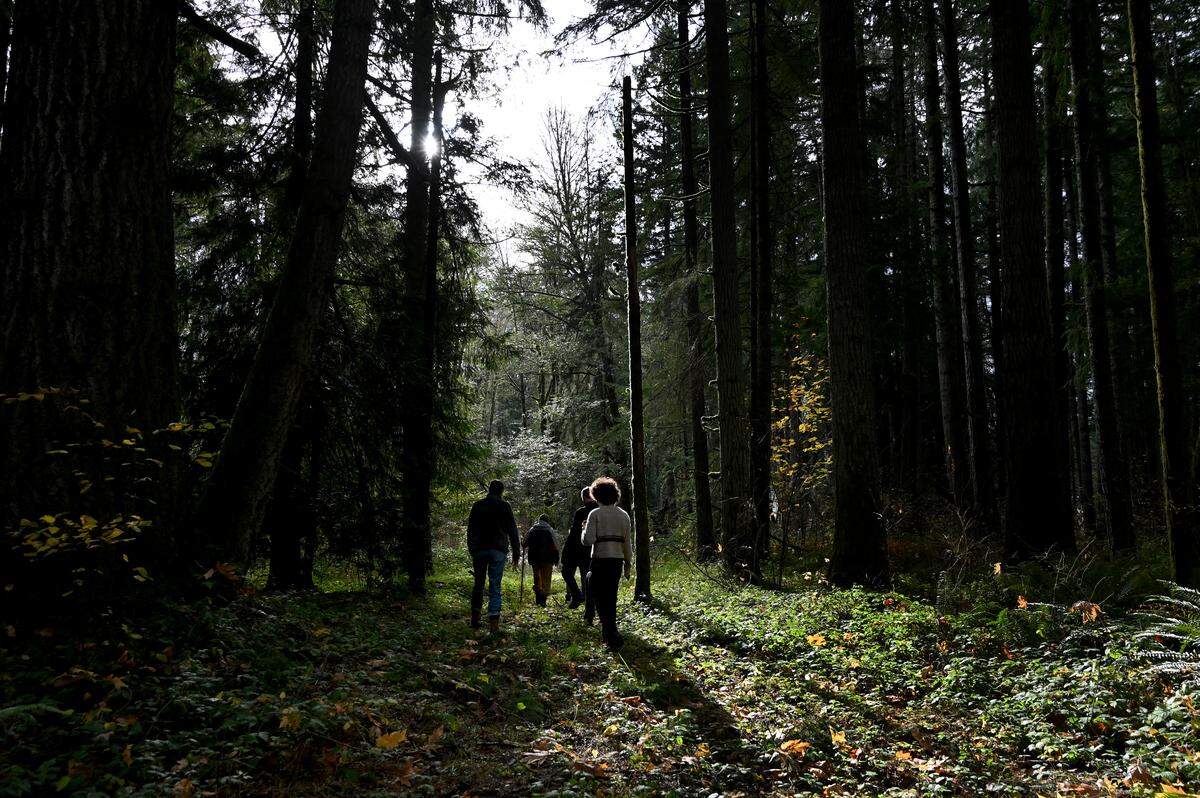 City of Olympia Parks Planning & Design Manager Laura Keehan walks a property parcel near Kaiser Road in west Olympia on Nov. 18 with resident Suzanne Long Paulsrude and Angela J. Bowen Conservancy Foundation representatives Doug Mac and Barbara Benson along with Olympian reporter Ty Vinson. The land is slated to become a future park property through a grant given by the foundation.