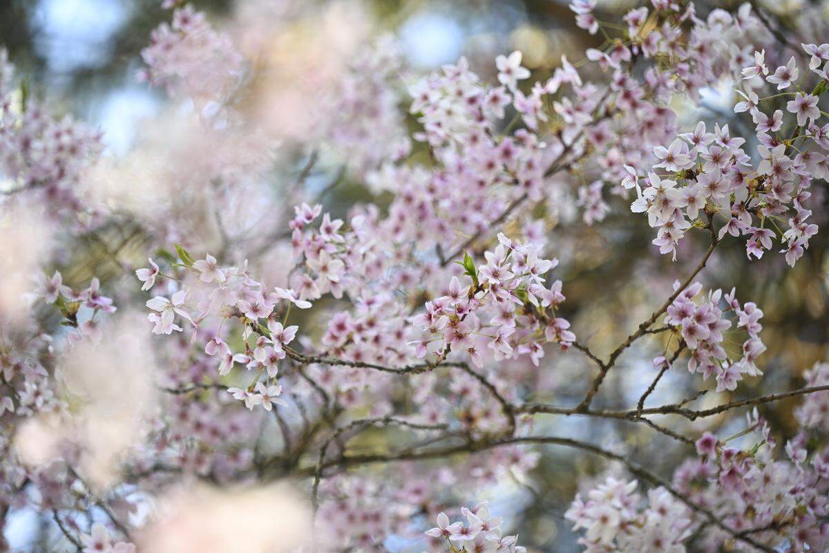 A cherry blossom tree is in bloom on Wednesday, April 8, 2026, at the Yashiro Japanese Garden in Olympia, Wash.