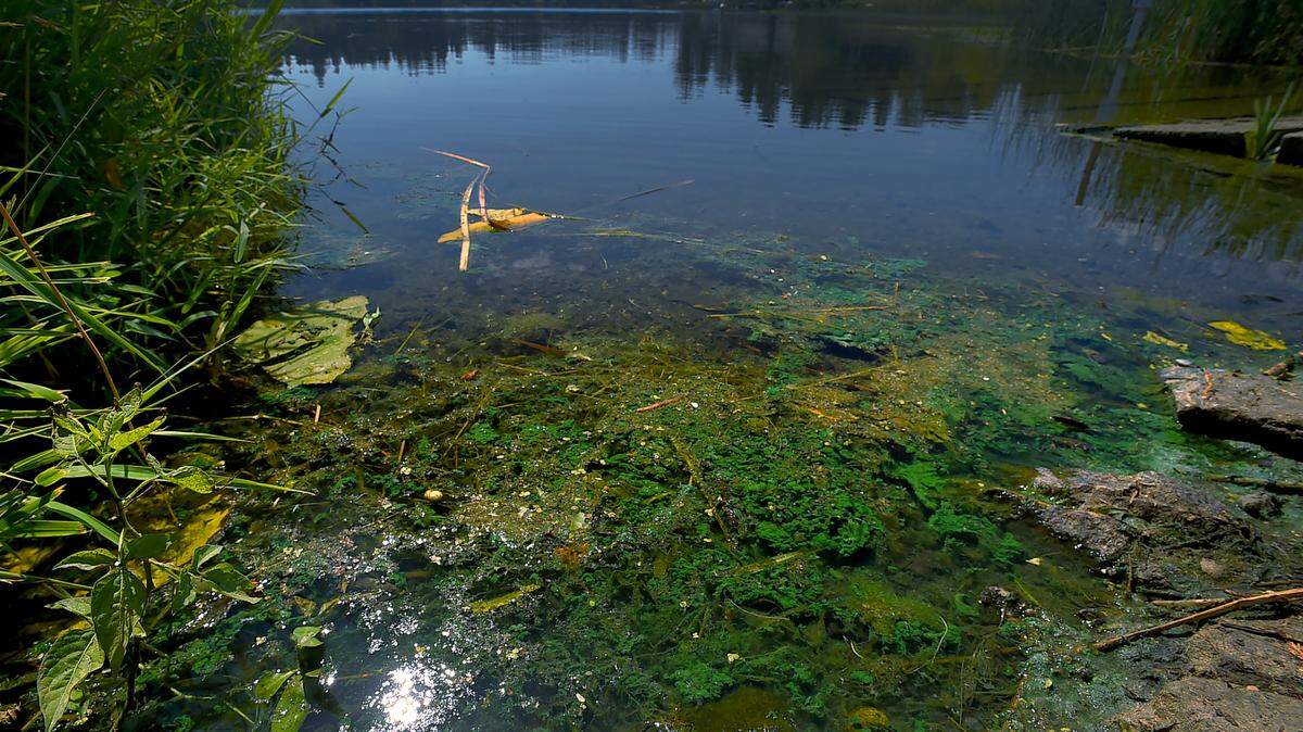 Staff at Thurston County Public Health and Social Services were alerted to the possible presence of the swimmer’s itch parasite in the Pattison Lake’s waters. A follow-up algae sample also showed microcystin levels, a toxin caused by algae in the lake, at 10 µg/L, 4 µg/L above state recreational guidelines.