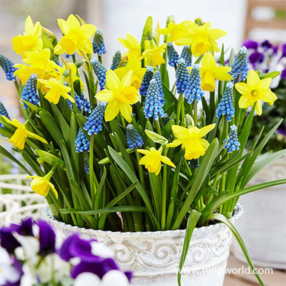 Tete-a-Tete Daffodils are dwarf daffodils (just 7 inches tall) that are the most likely to perennialize, or return year after year.