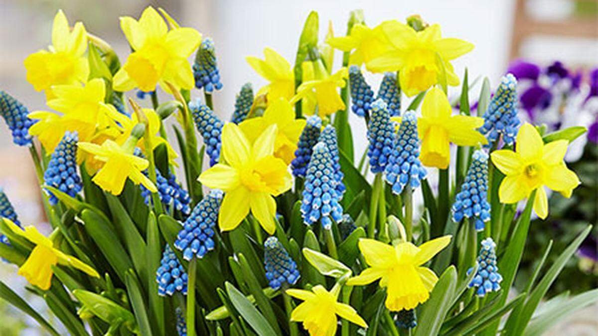 Tete-a-Tete Daffodils are dwarf daffodils (just 7 inches tall) that are the most likely to perennialize, or return year after year.