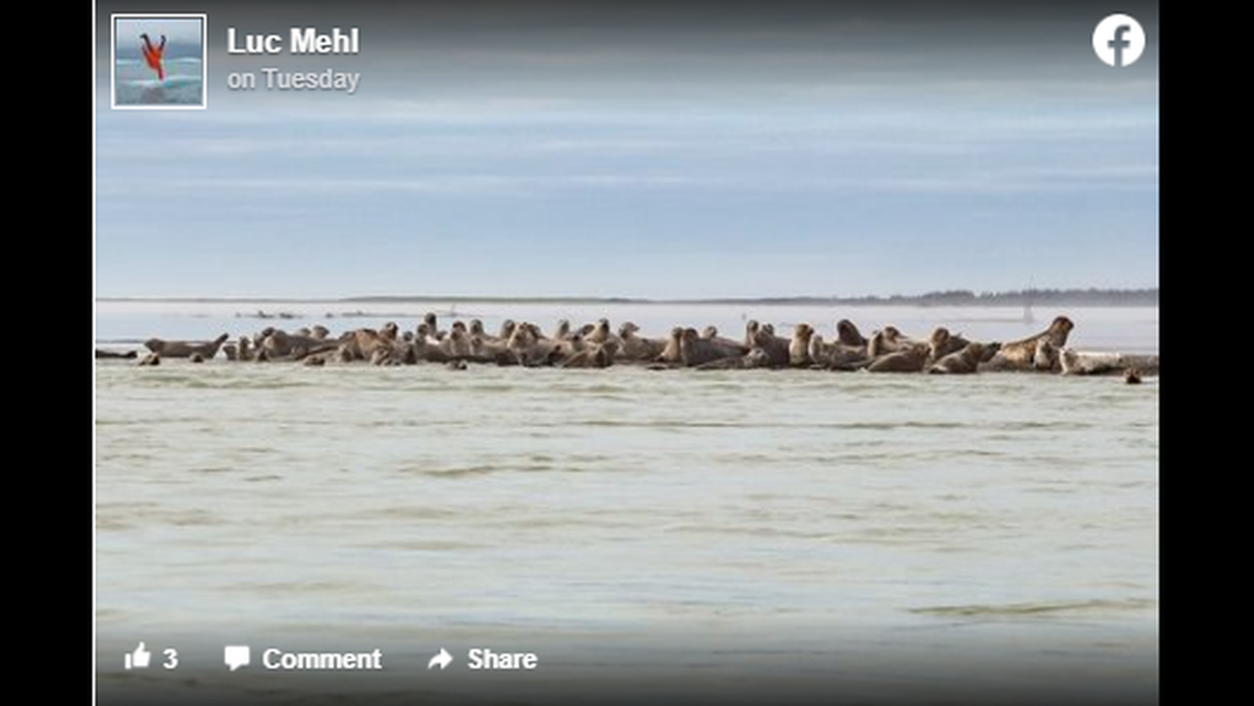 The group was paddling on the Alsek River when they saw what looked like rapids. It turned out to be hundreds of seals.