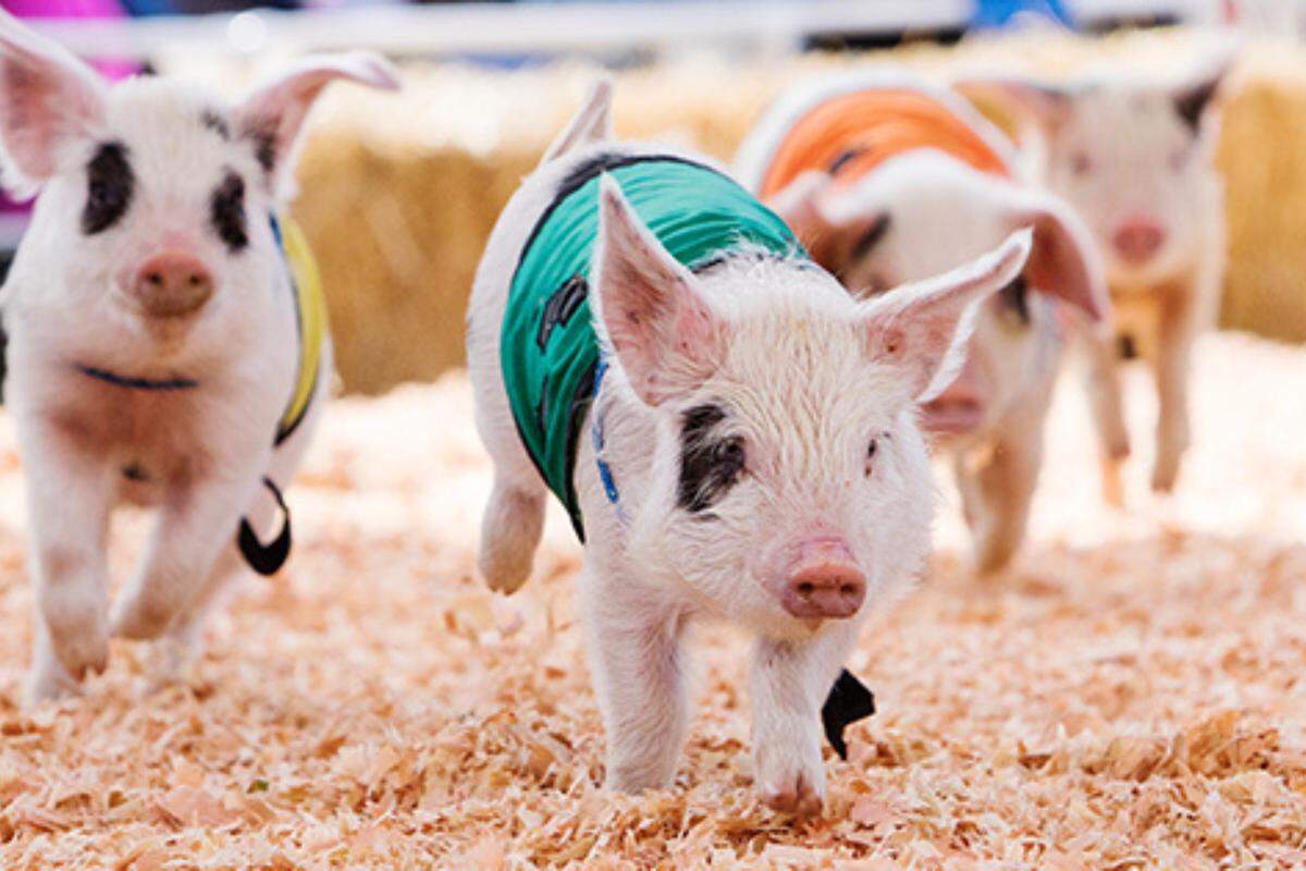 Pigs race for treats at The Spring Fair in Puyallup.