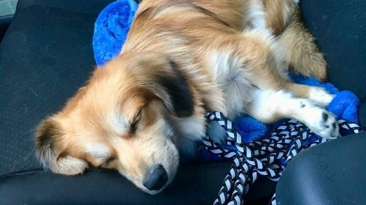 A Tacoma woman is still looking for her two-year-old Pomeranian, Theodore, after it bolted from the scene of a six-car crash at Martin Way East and College Street Southeast in Lacey Wednesday morning.