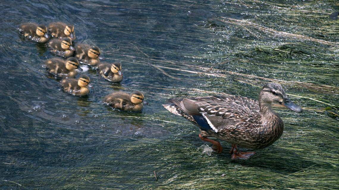 How my golden retriever raised a family of ducks in my backyard | Opinion