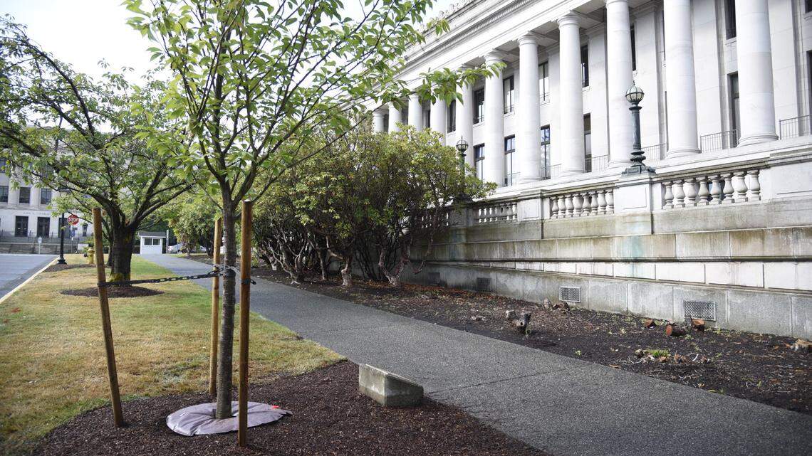 State replaces legislator’s memorial tree, removed without warning because it was dying