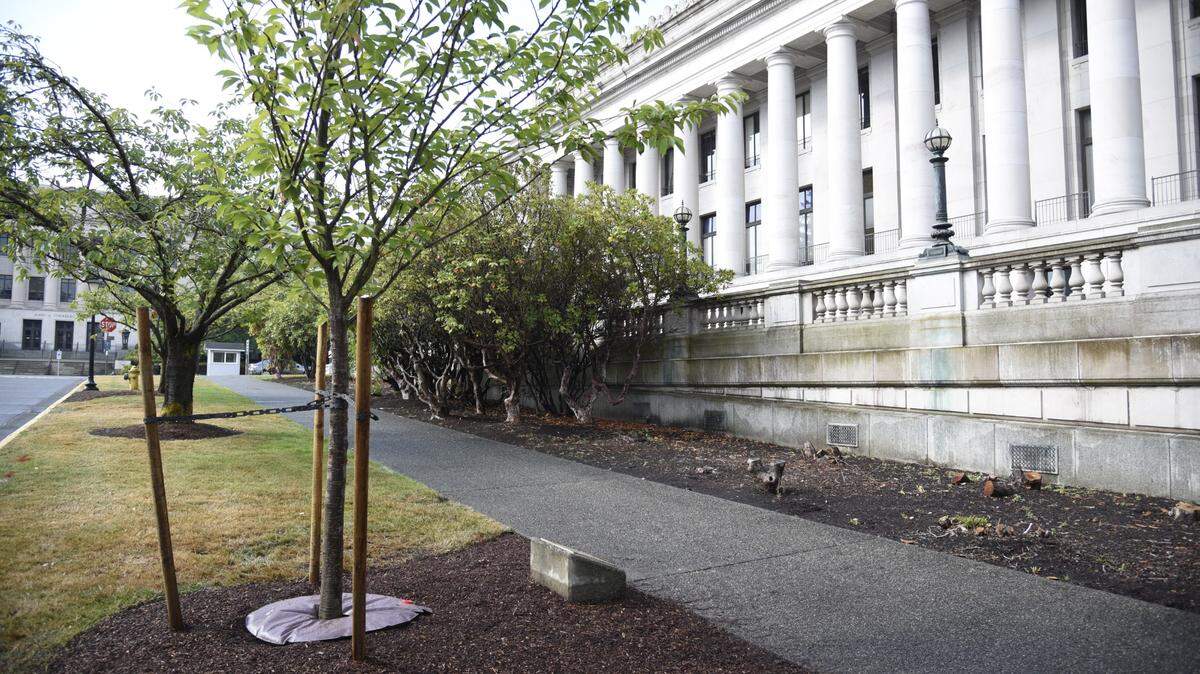 A new Kwanzan Cherry Tree and memorial plaque for the late state lawmaker Cal Anderson were replaced on the Capitol campus Aug. 25.