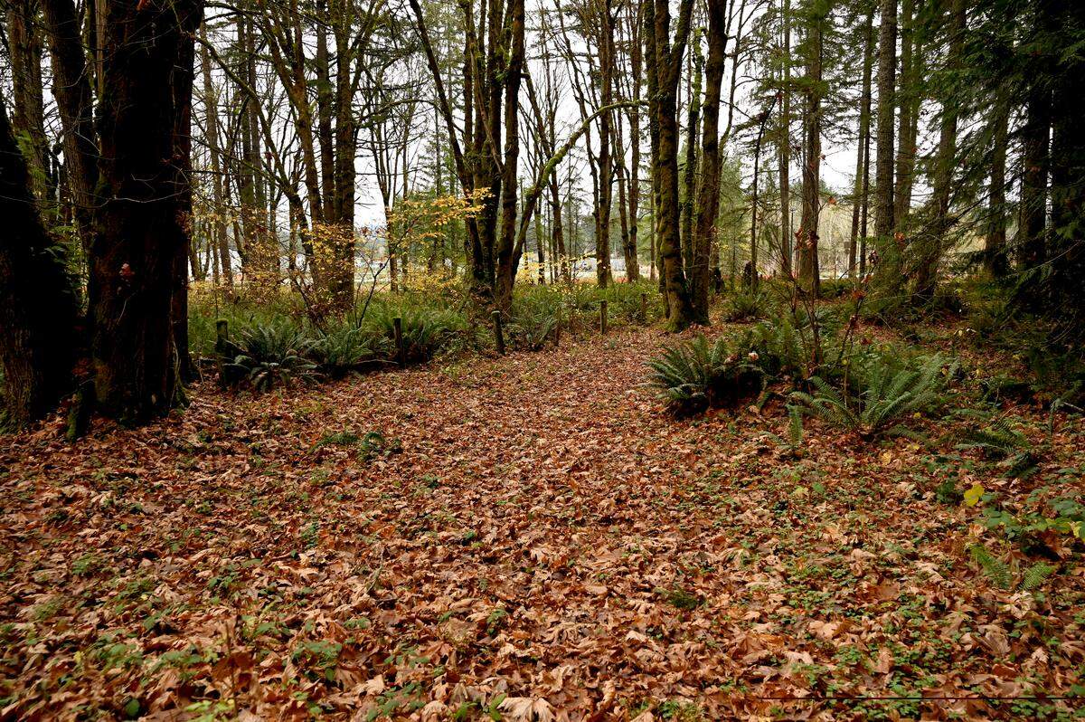 City of Olympia Parks Planning & Design Manager Laura Keehan walks a property parcel near Kaiser Road in west Olympia on Nov. 18 with resident Suzanne Long Paulsrude and Angela J. Bowen Conservancy Foundation representatives Doug Mac and Barbara Benson along with Olympian reporter Ty Vinson. The land is slated to become a future park property through a grant given by the foundation.