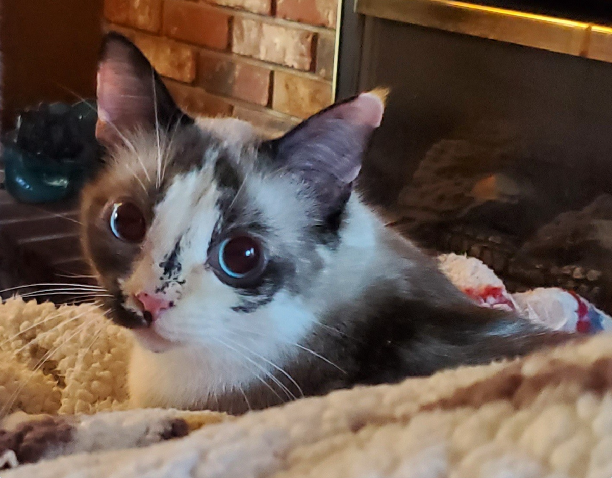 A photograph of Marci, one of the family cats belonging to the Kepler family. A firefighter rescued Marci from the flooded basement of the Kepler’s rented home on Mink Street Northwest, Olympia.