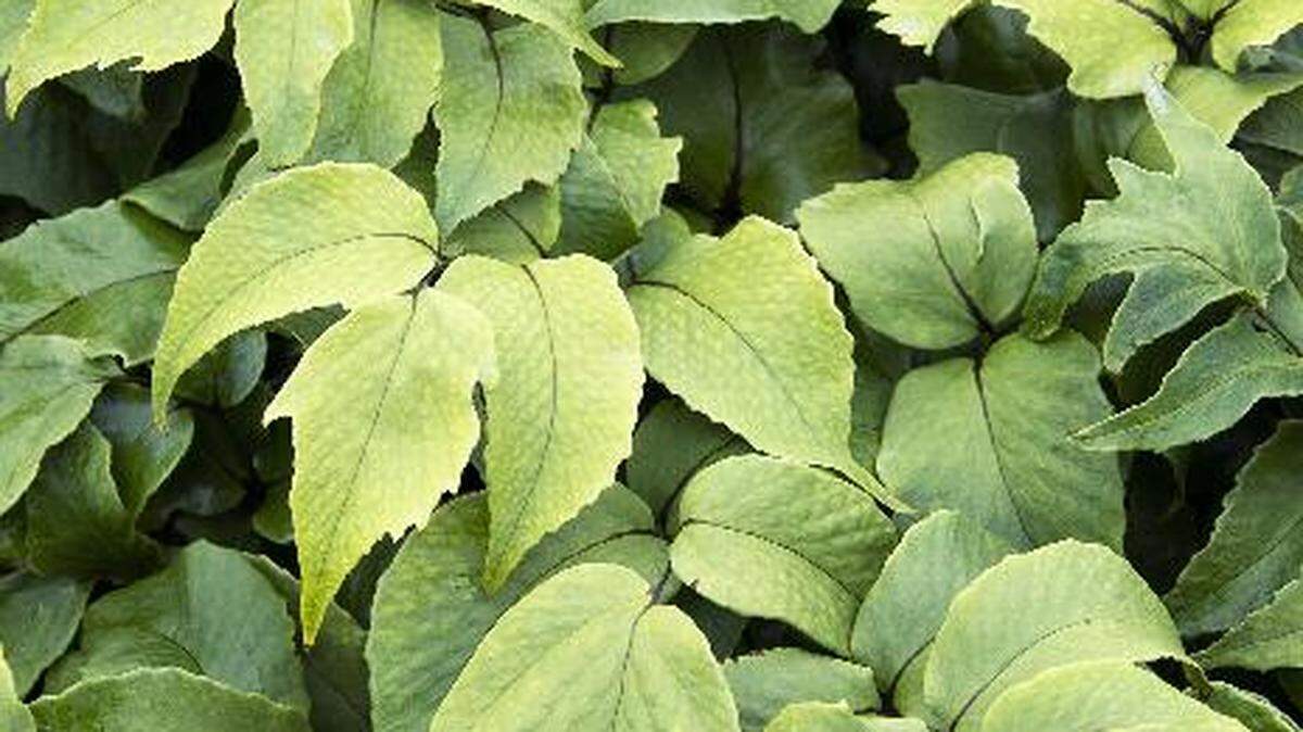 Wholesale grower Monrovia Nursery’s website has a collection called “Jurassic Ferns” that will provide color, texture and even low water use in a shaded location. This one is Jurassic Stegosaurus Holly Fern.