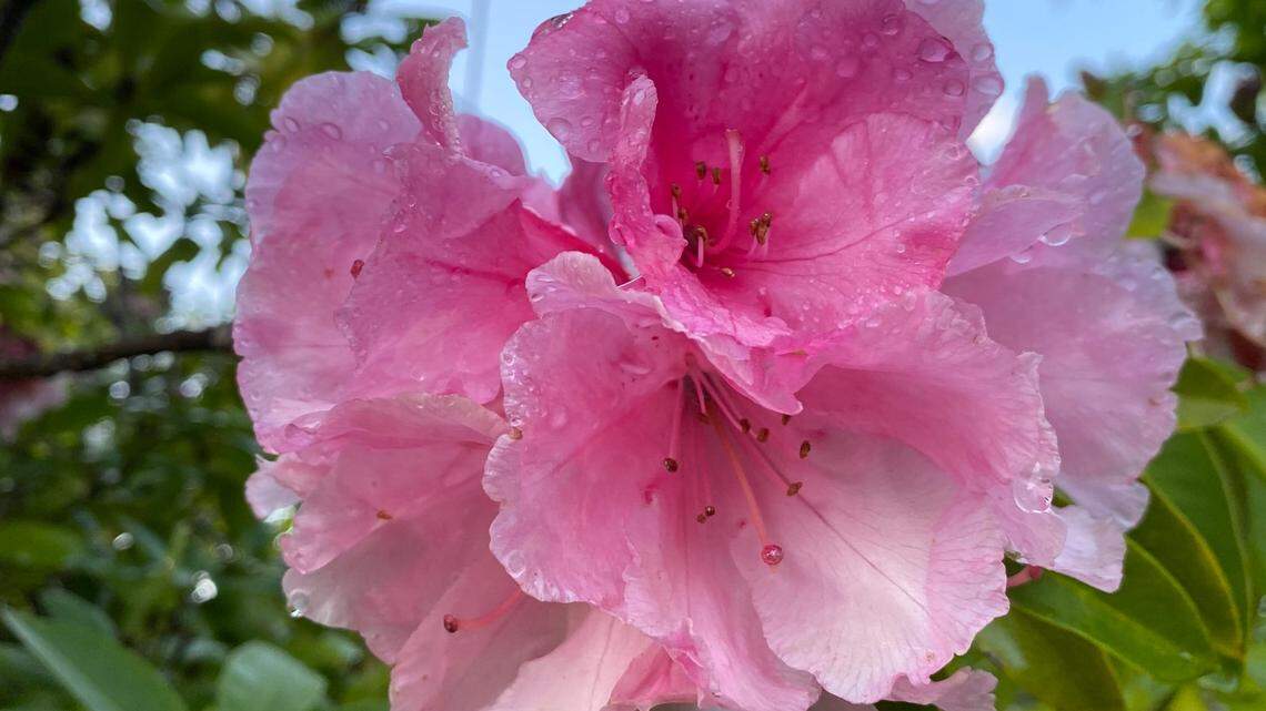 Expert answers to questions about shady gardens, too much lawn and planting supermarket spuds