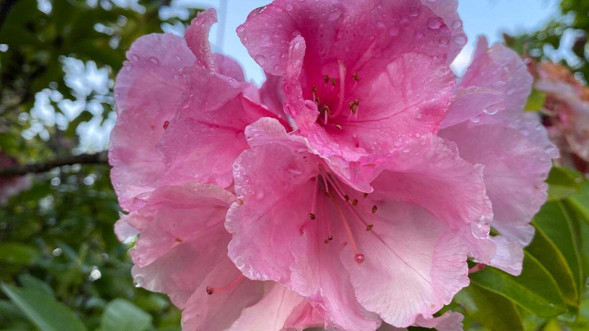 This early-blooming rhododendron called “Christmas Cheer” flowers reliably even in the dark shade.