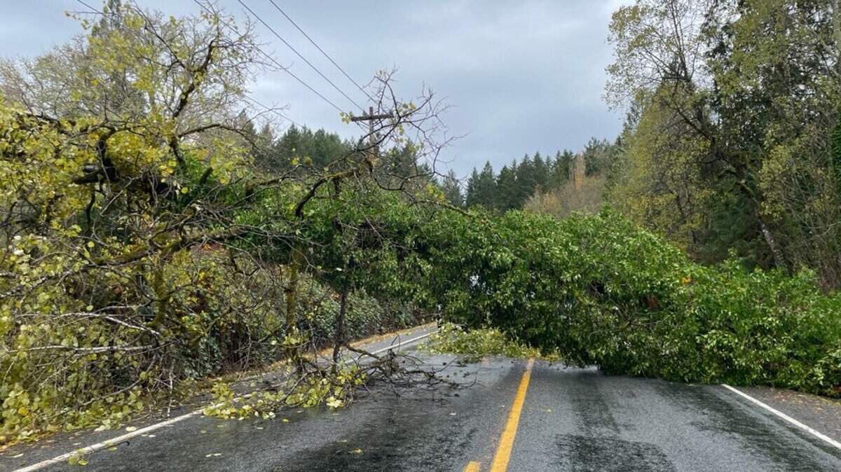 The downed tree has blocked Whitmore Drive Northwest at 78th Avenue Northwest in Gig Harbor, according to Gig Harbor Fire & Medic One.