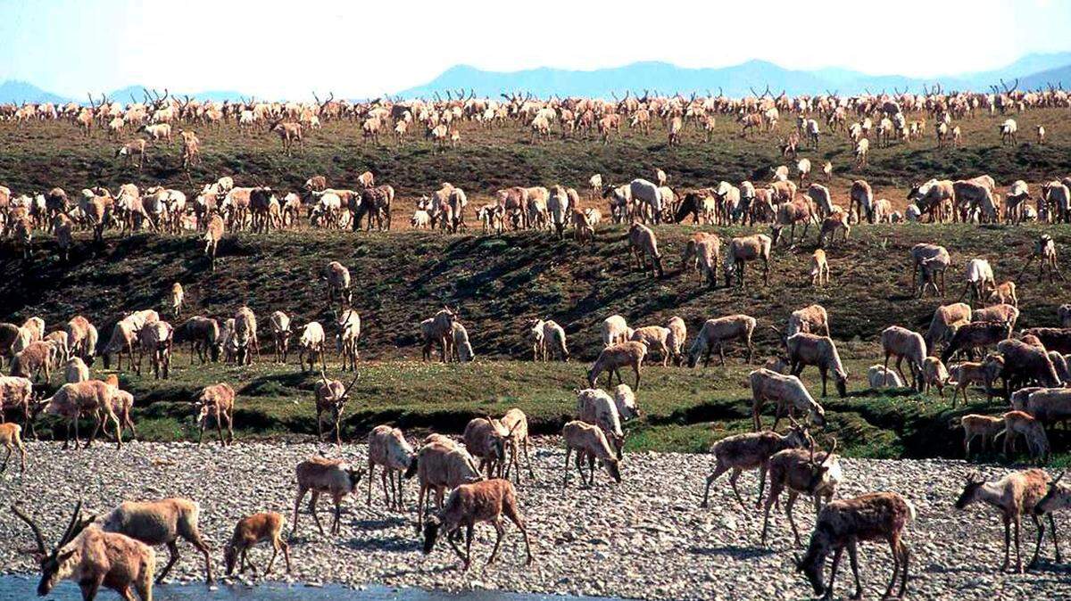 Caribou from the Porcupine Caribou Herd migrate onto the coastal plain of the Arctic National Wildlife Refuge in northeast Alaska.