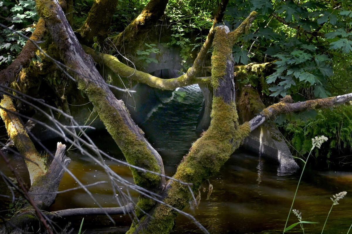 Meridith Greer Jacobo and Dan Smith to talk about a culvert that needs replaced under Sapp Road to allow for safe salmon passage through Percival Creek.