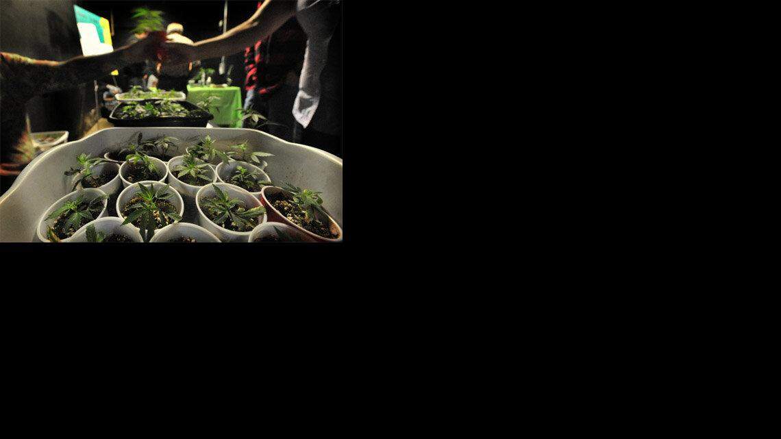 Medical pot providers stage farmers market in Tacoma