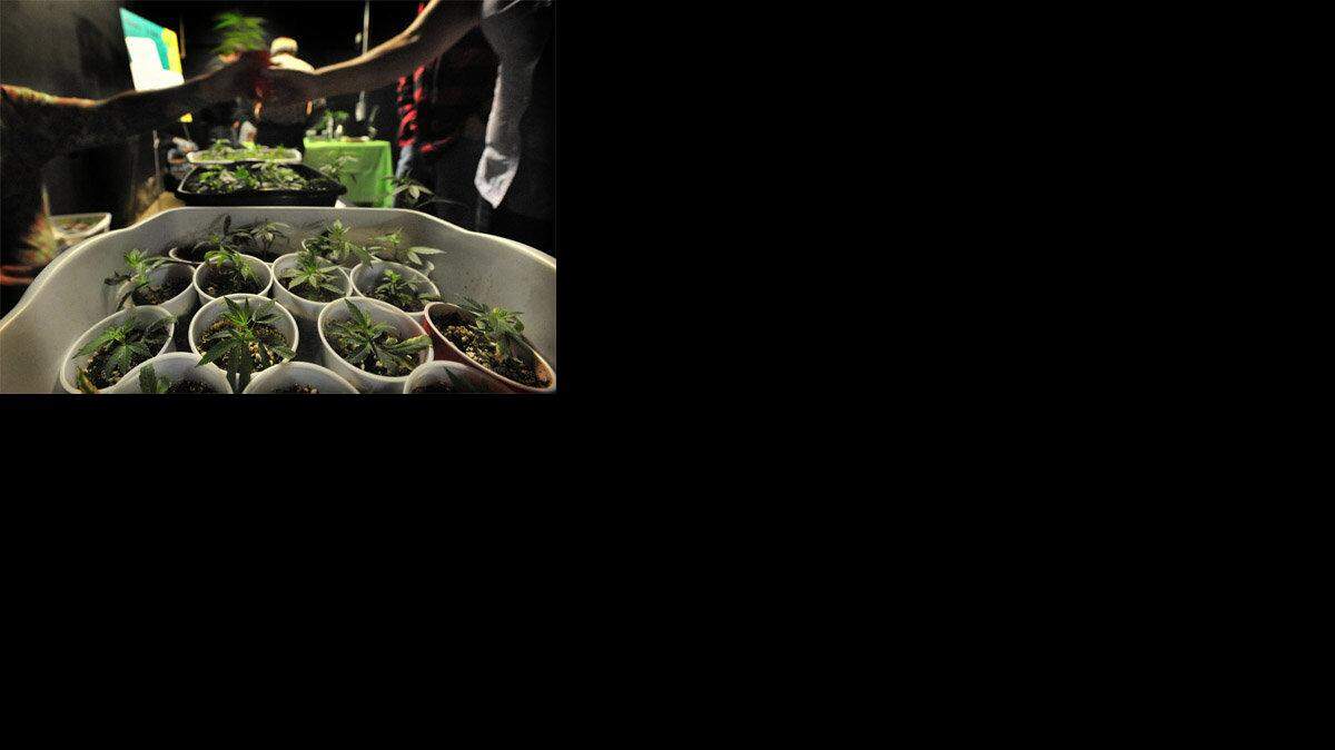 Medical pot providers stage farmers market in Tacoma