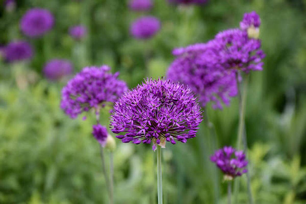 Some of the smaller alliums such as the “Purple Sensation” with 4-inch flowers are more reasonably priced than the allium varieties that have dinner plate-sized blooms.