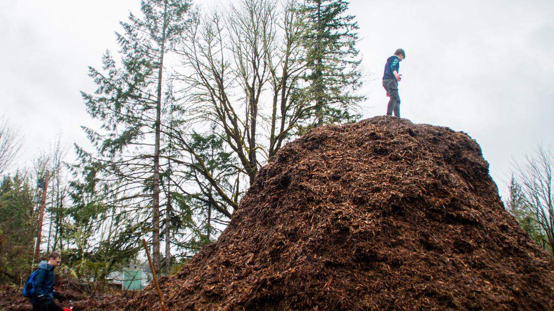 Olympia middle school students restore logged property with 900 native plants
