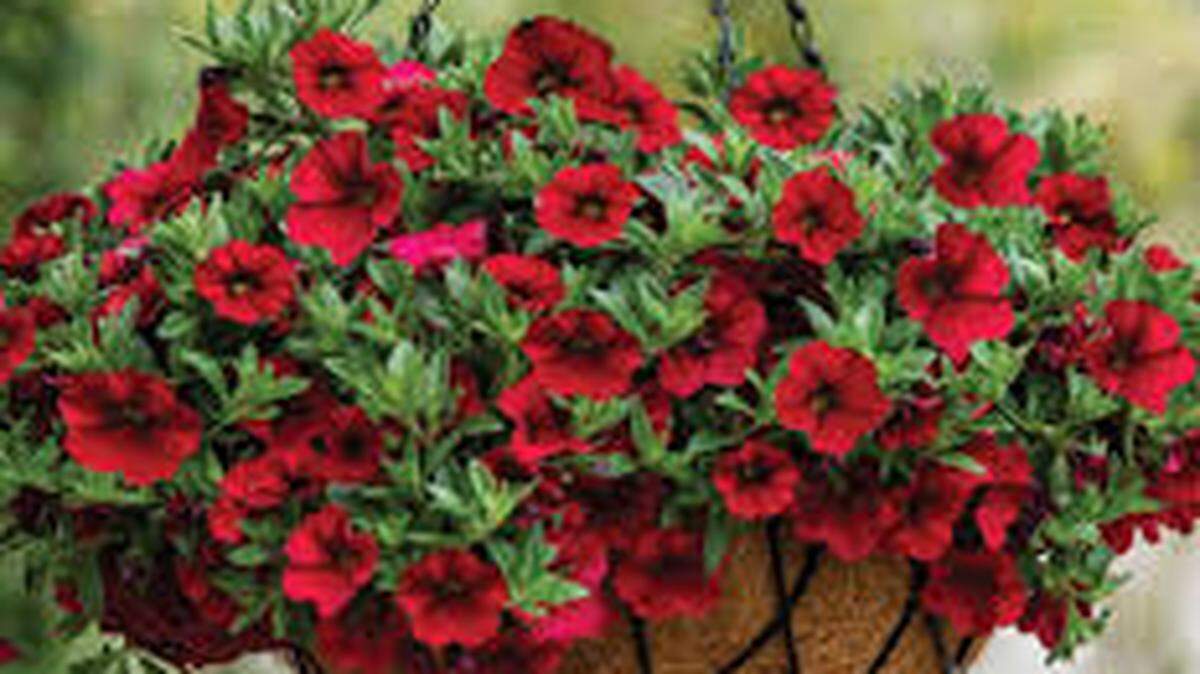 Calibrachoa, which look like small petunias, have become very popular for hanging baskets.
