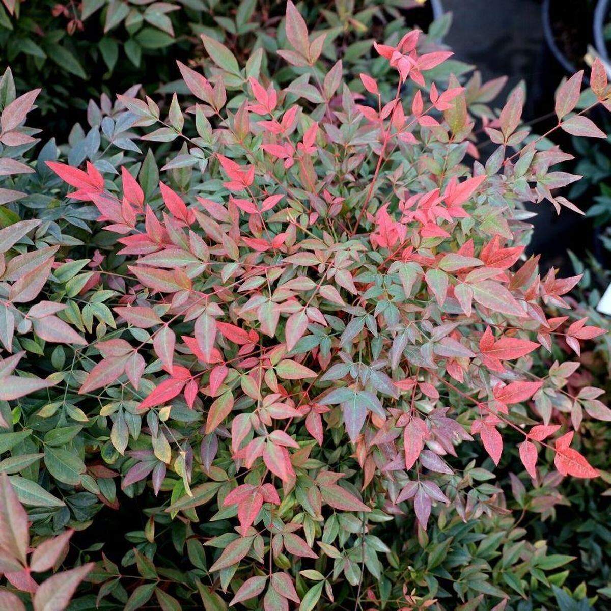 Heavenly Bamboo, or Nandina, resembles the graceful true bamboo, but it doesn’t spread like the real thing.