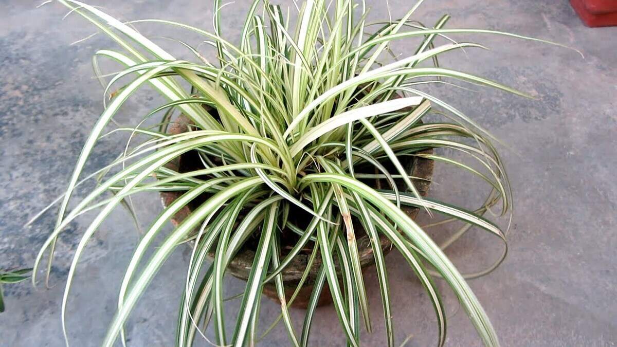 Ribbon grass spreads from underground rhizomes, so cutting it back will not stop it from spreading.