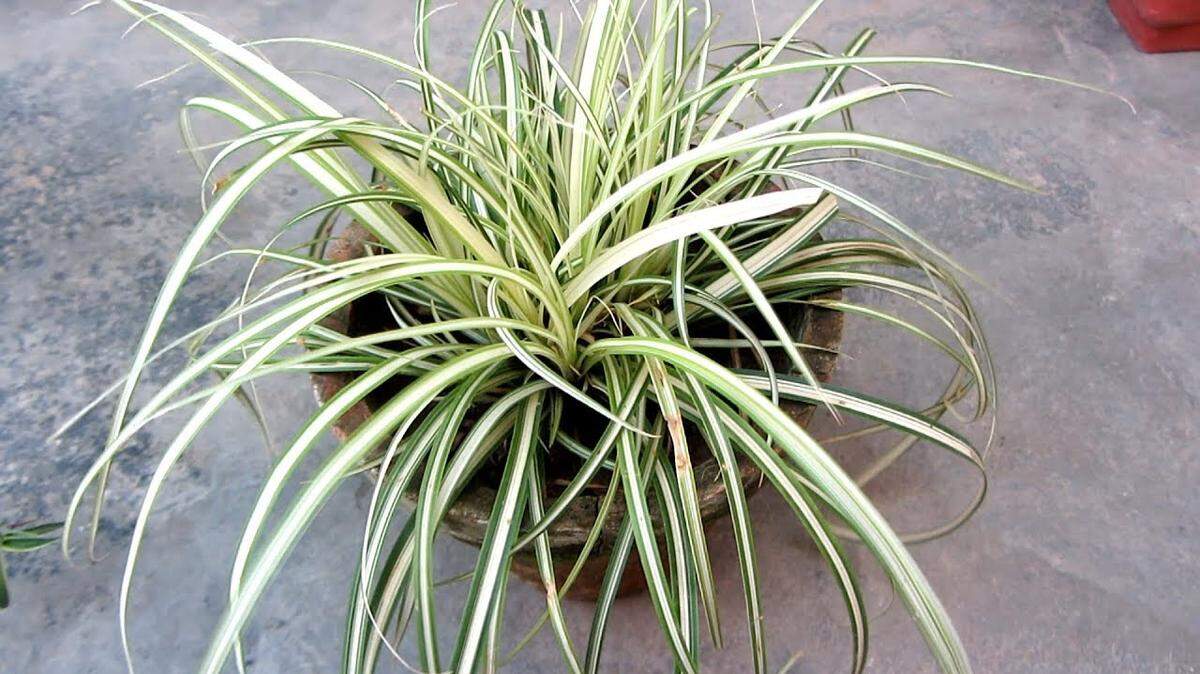 Ribbon grass spreads from underground rhizomes, so cutting it back will not stop it from spreading.