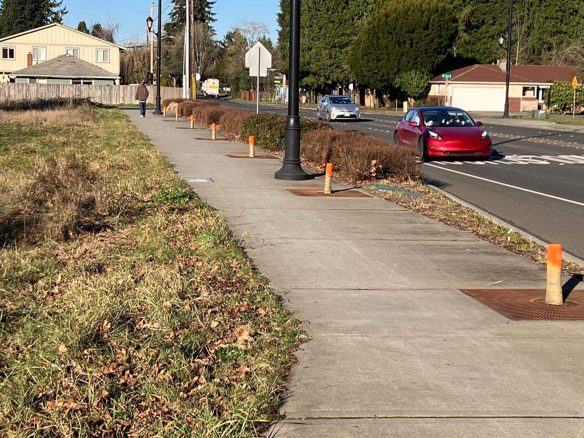 The remnants of trees removed along College Street Southeast last fall. The stumps have been tagged with orange paint so that pedestrians can see them.