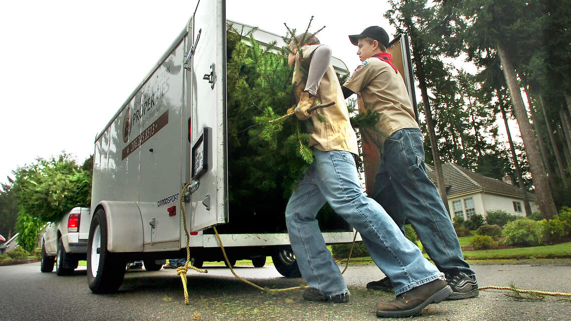 Pick-up, drop-off spots for Christmas trees in Thurston County | The ...