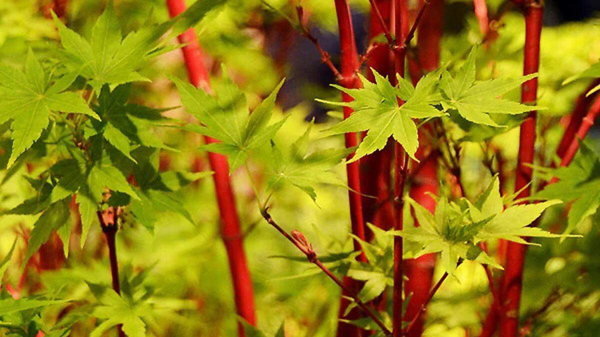 Coral Bark Maples are the small tree with the outstanding orange or peach bark that adds color to the yard during the gray winters.