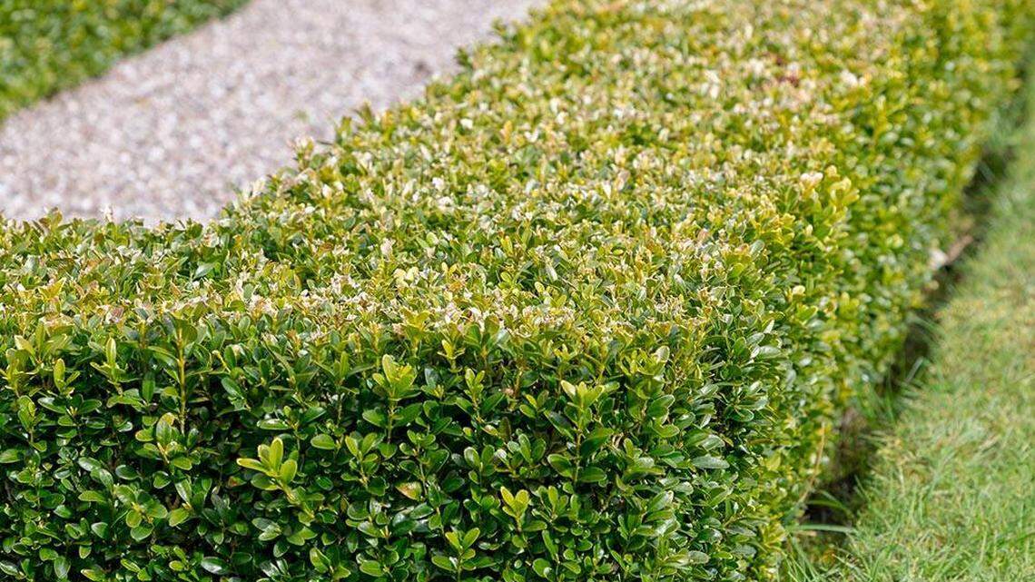How to choose and care for a hedge for your Northwest garden