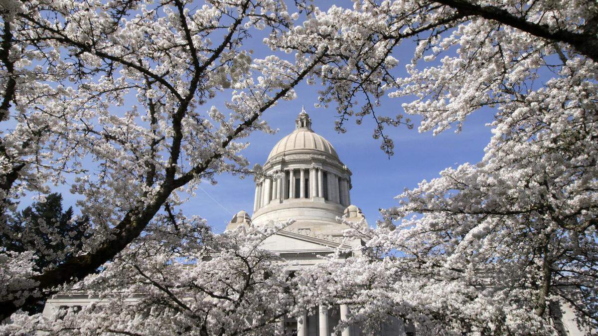The Washington Capitol is seen through cherry blossoms in Olympia.