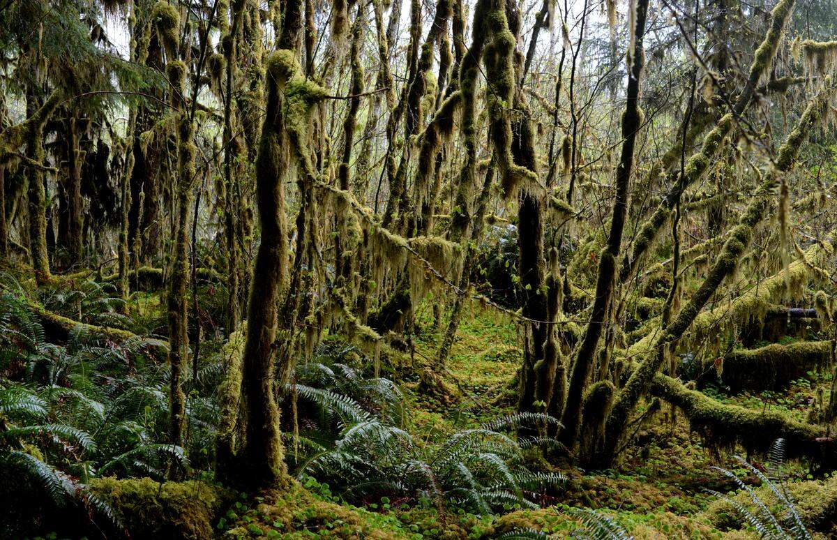 A trail in the Hoh rainforest in 2014.