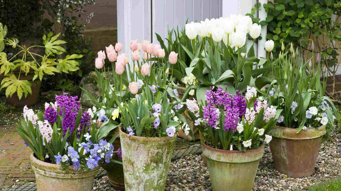 How to create your own spring porch pots and other tips for mid-March gardening