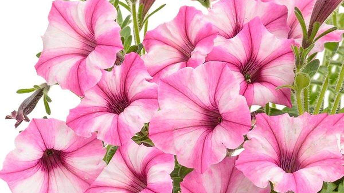 The Supertunia Mini Vista Pink Star with its bi-colored blooms has been named annual plant of the year.